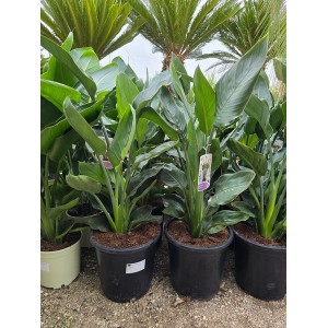 Strelizia Reginae 10 lt